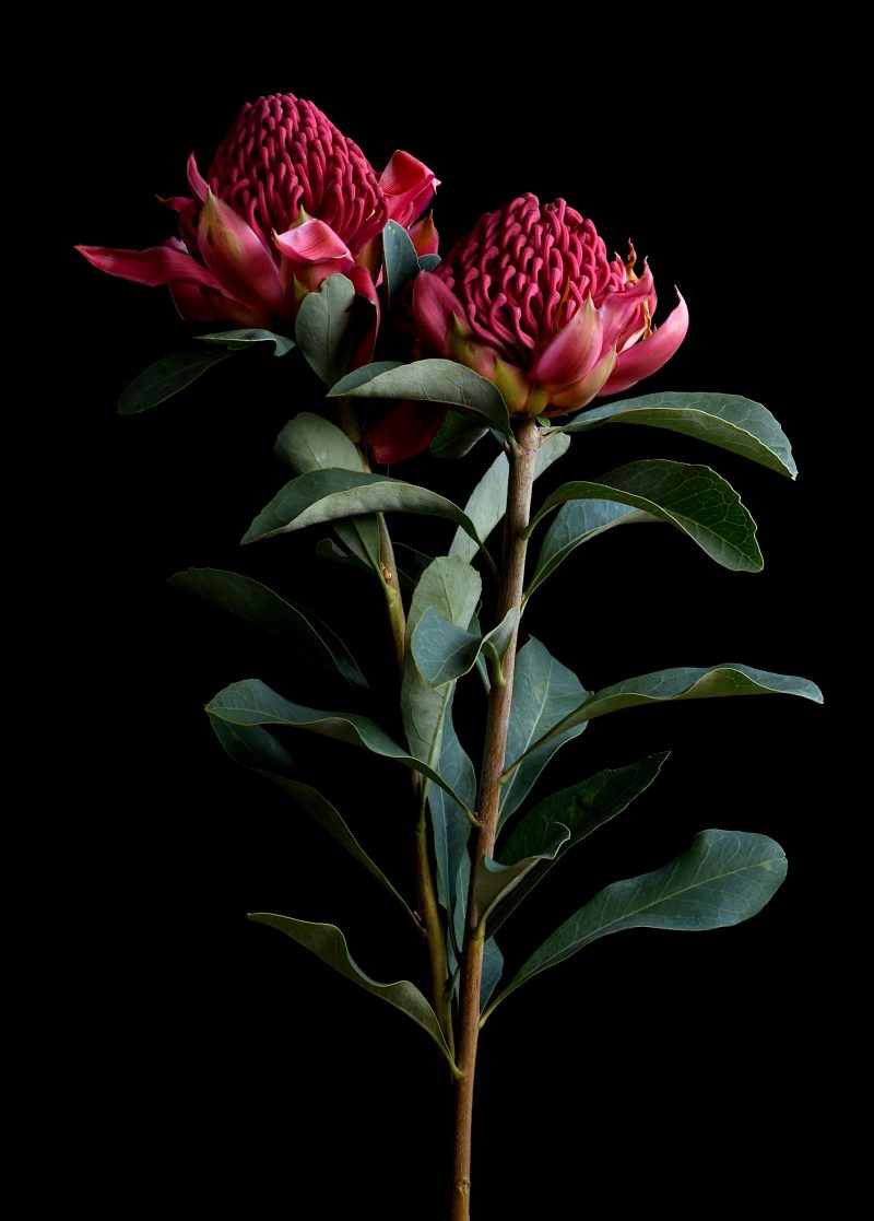 Waratah Ltd Ed Print