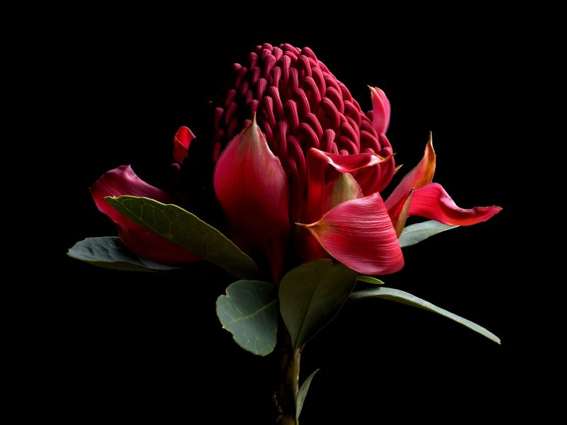 Waratah in Red Ltd Ed Print - 75x100 cm