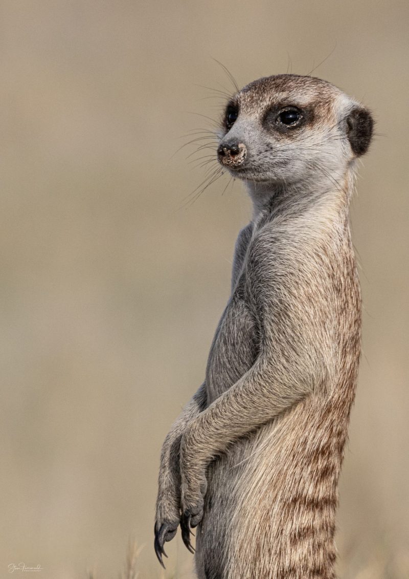 Meerkat Sentry – Makgadikgadi Pans Botswana