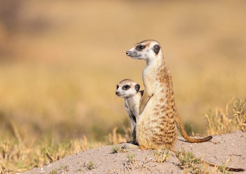 Makgadikgadi Mob – Planet Baobab Botswana
