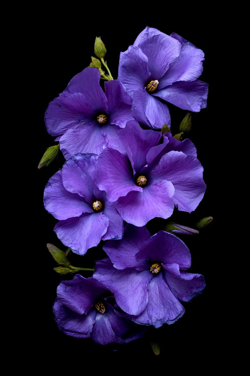 Purple hibiscus Flowers Ltd Ed Print