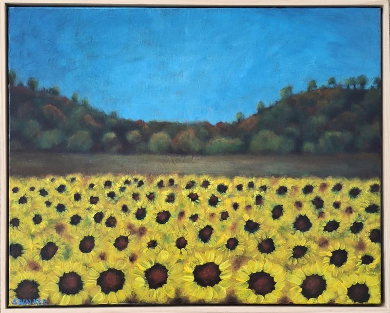 Fields of Sunshine