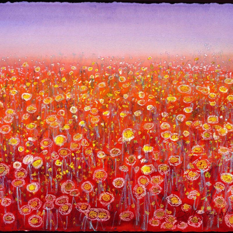 Flora of the Outback -Paper Daisies