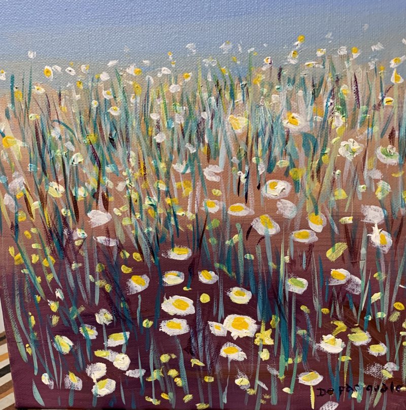 A field of paper daisies