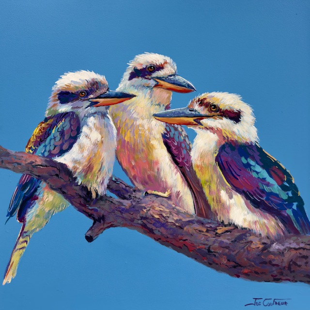 Three Kookaburras #4