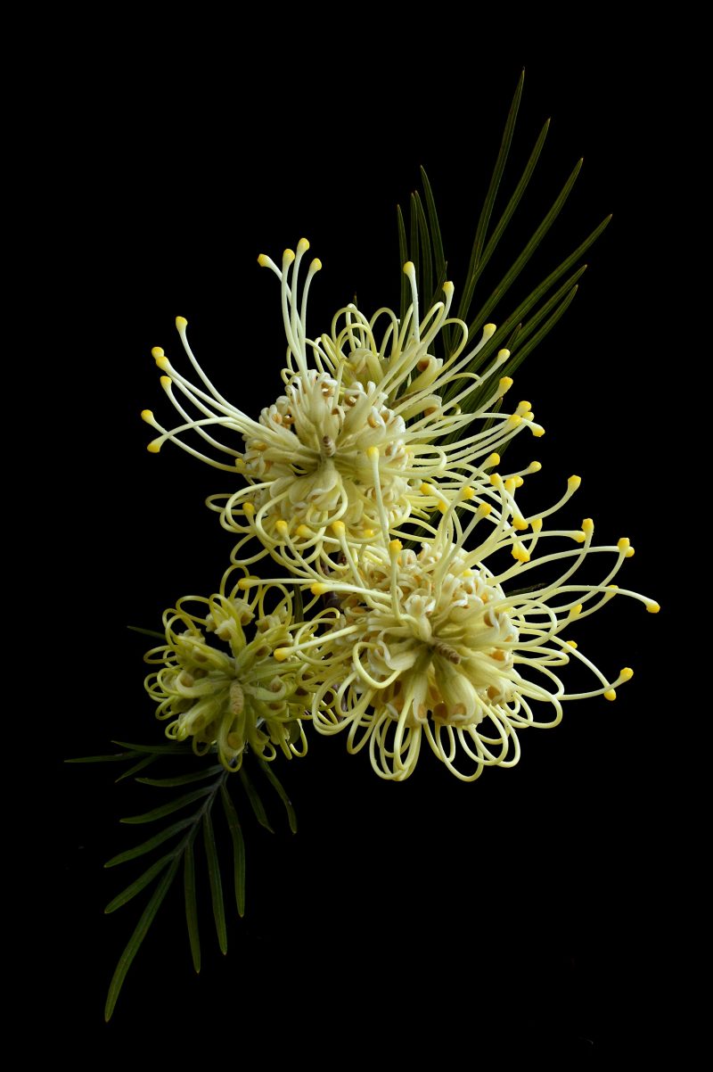 Grevillea Moonlight Ltd Ed Print