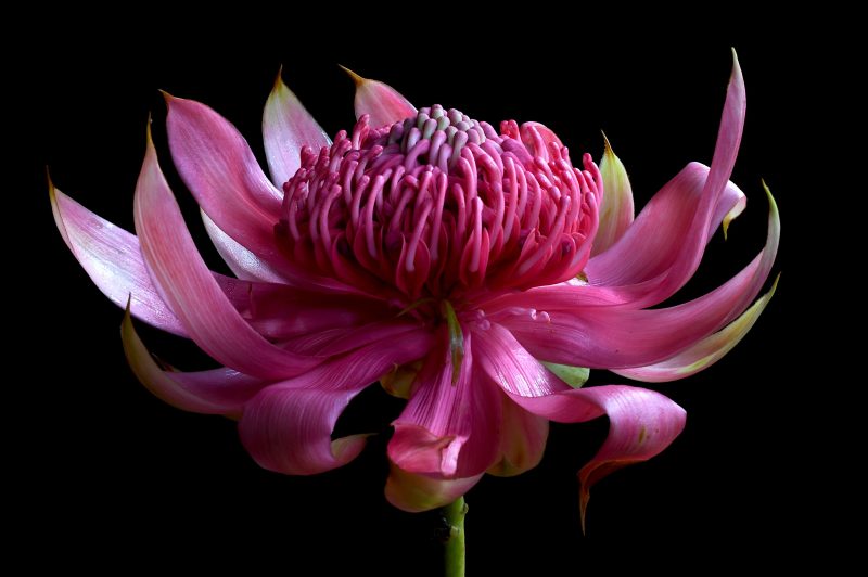 Waratah in Pink Ltd Ed Print