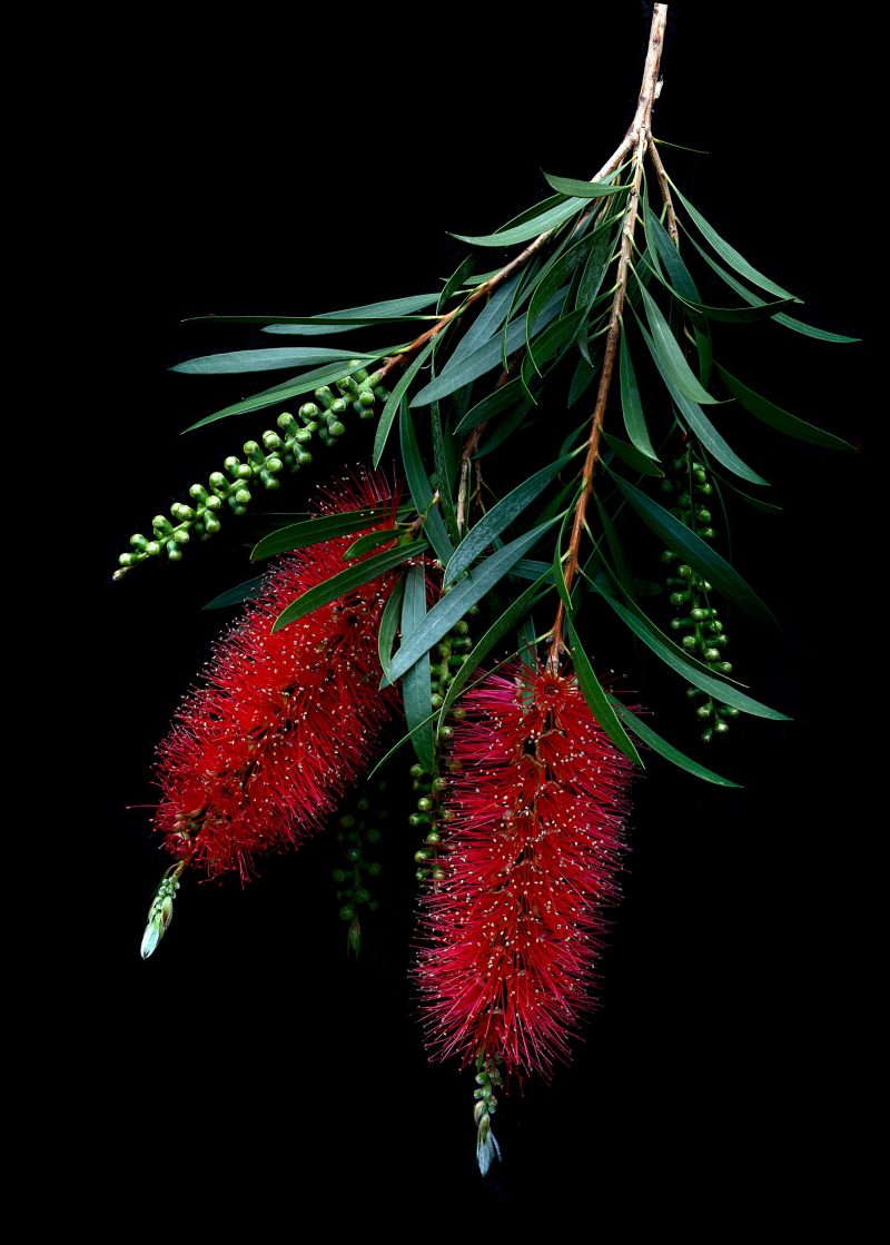 Red Bottlebrush Blossoms Blossoms Ltd Ed Print
