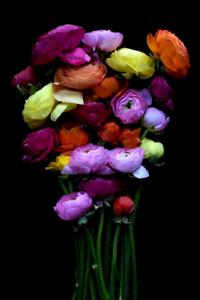 Ranunculus Bouquet Ltd Ed Print