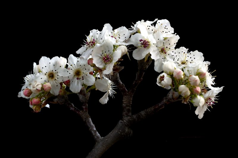 Nashi Pear Blossoms Ltd Ed Print