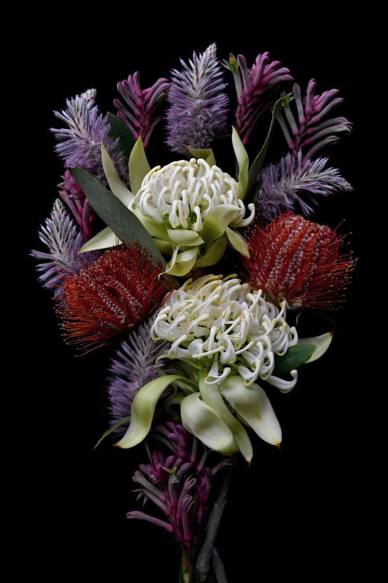 Waratah, Banksia, Mulla Mulla, Kangaroo Paw Ltd Ed Print - 50x75 cm