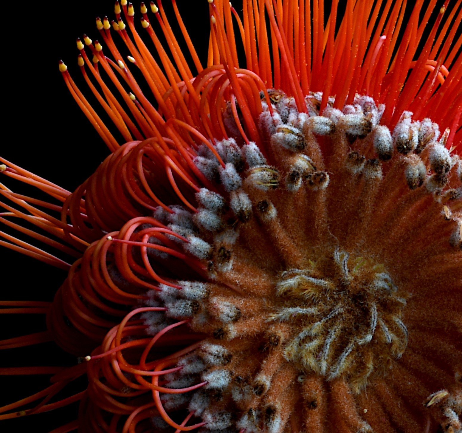 Scarlet Banksia Flower Print Australian Botanical Wall Art Red And Black Floral Artwork Photography By Nadia Culph Crop