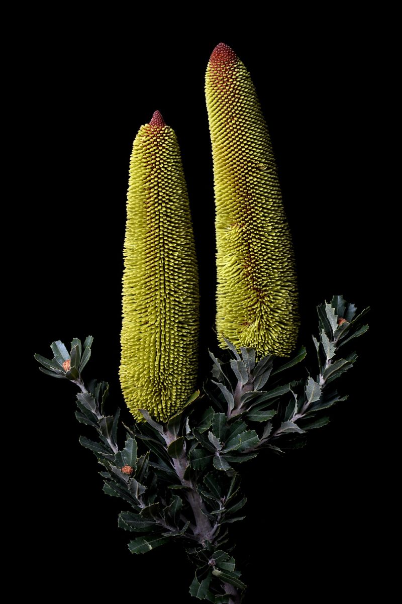 Cut-Leaf Banksia Ltd Ed Print