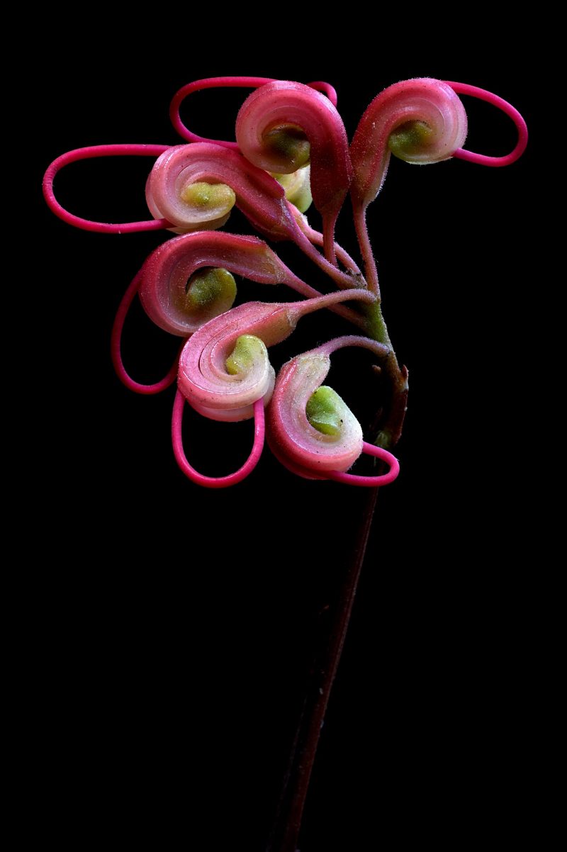 Grevillea Elegance Ltd Ed Print
