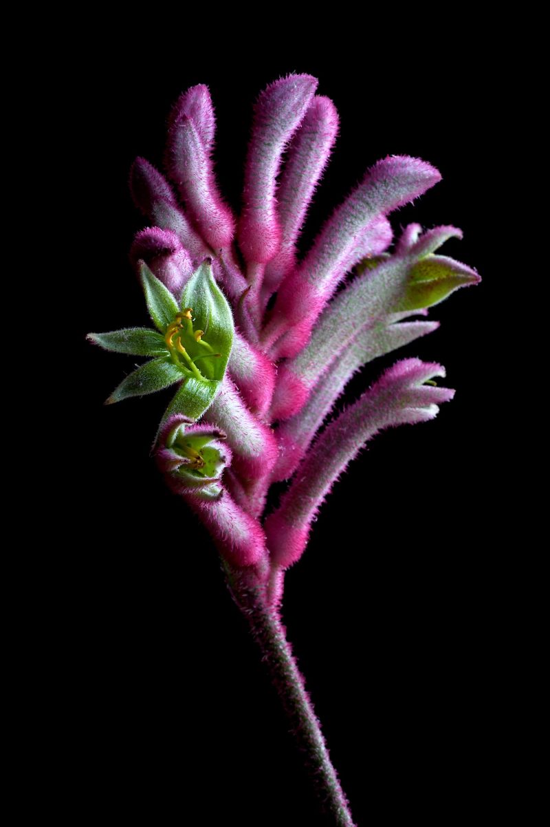 Bush Pearl Kangaroo Paw Ltd Ed Print