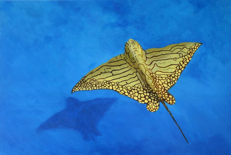 Ornate Eagle Ray