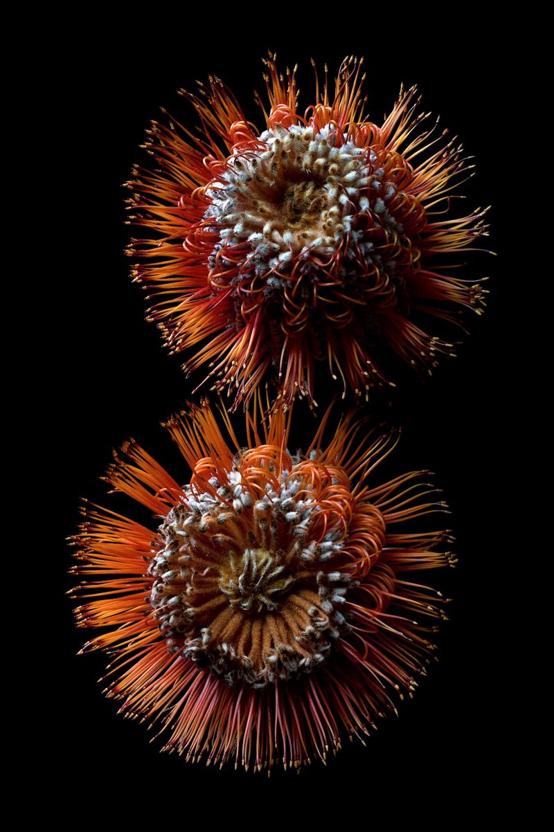 Scarlet Banksias Ltd Ed Print