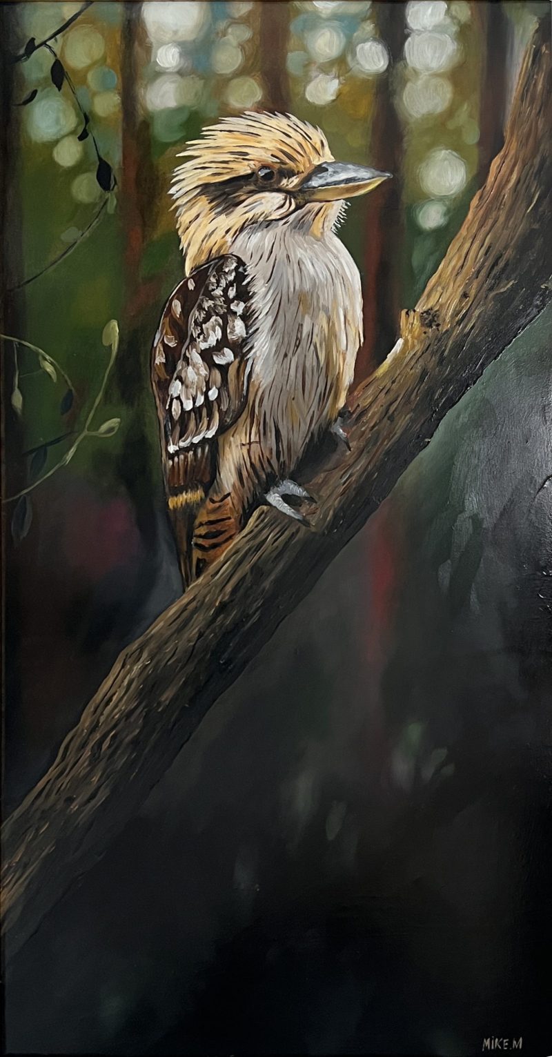 Kookaburra on branch in Australian Landscape