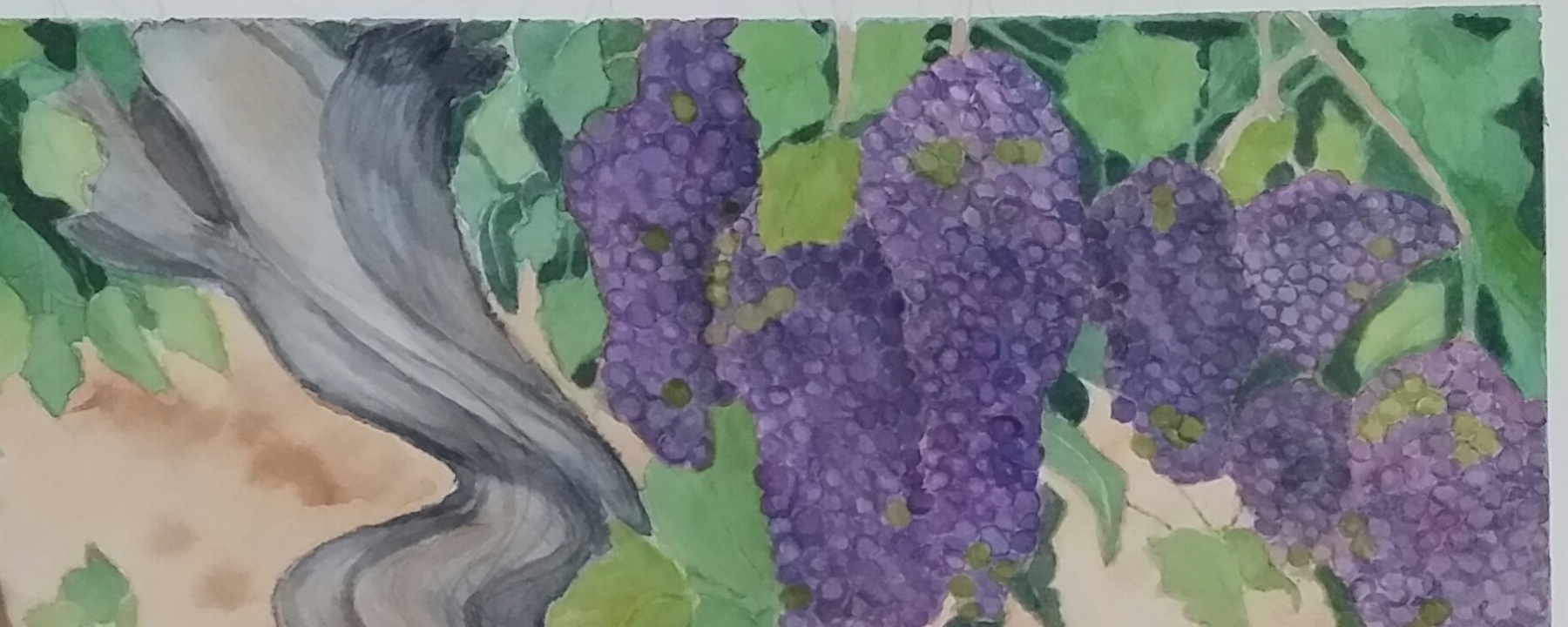 Grapes On The Vine. 35cm X 28cm 1800x720 Acf Cropped