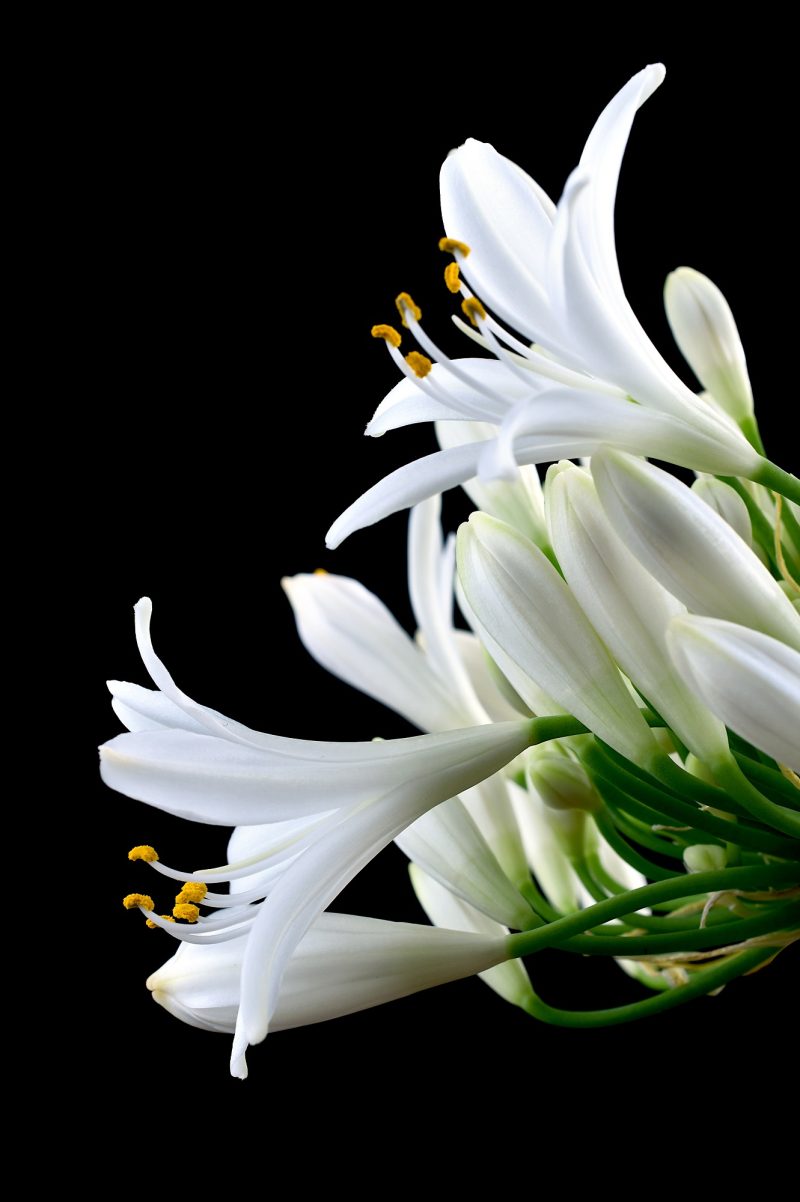 Lily of the Nile Ltd Ed Print