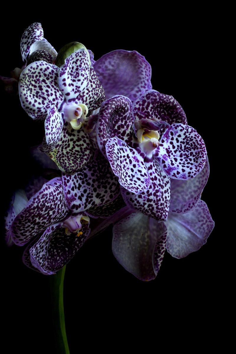 Midnight Black Vanda Orchids Ltd Ed Print