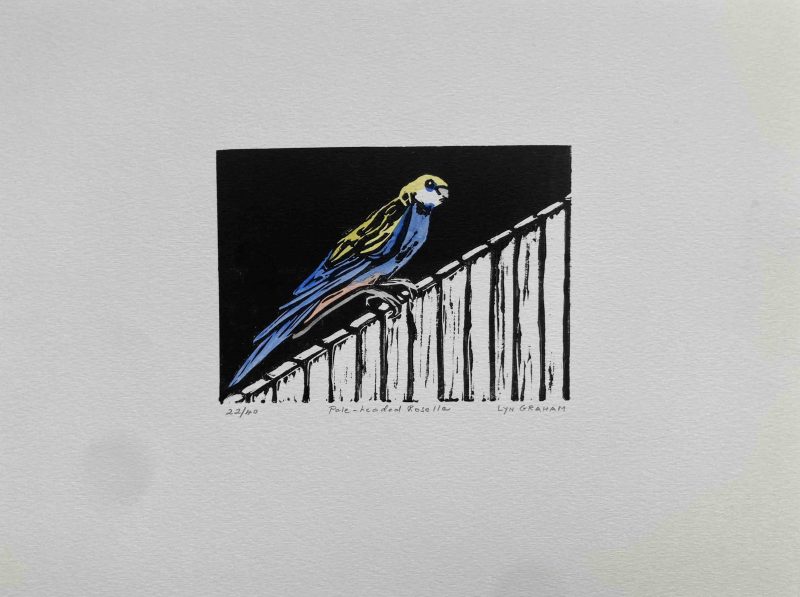 Pale-headed Rosella — Ltd Ed Print