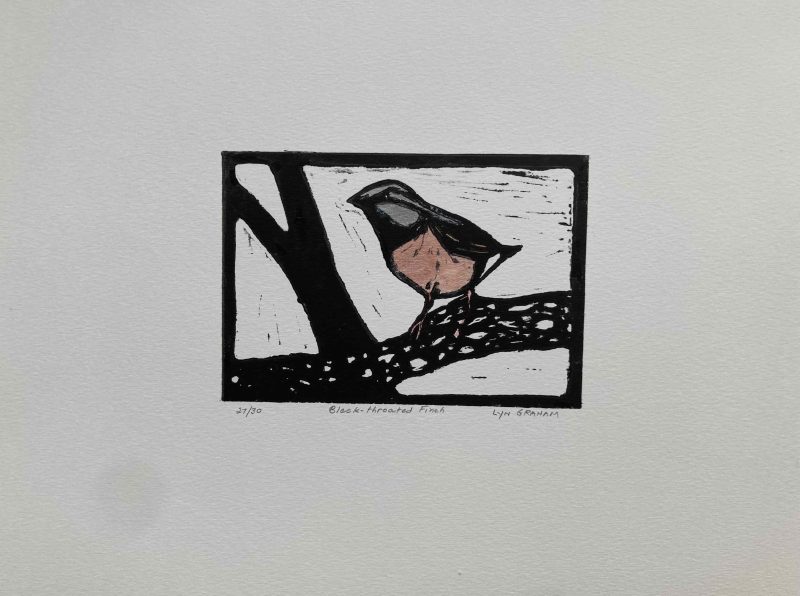 Black-throated Finch — Ltd Ed Print