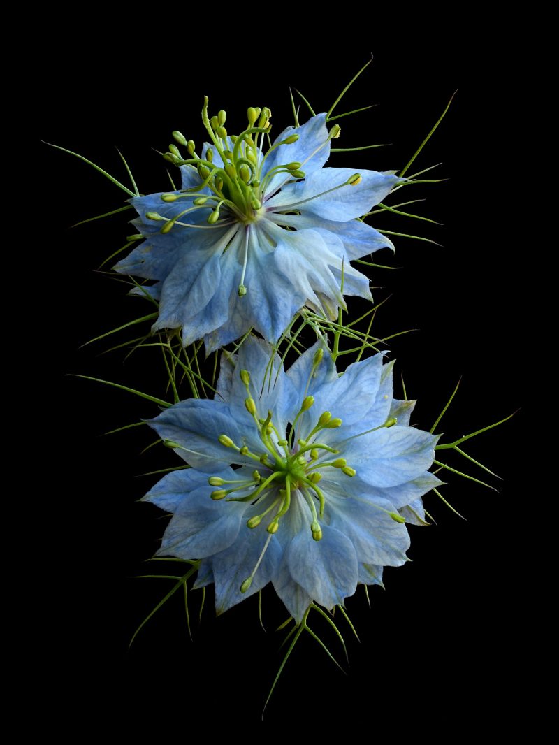 Nigella Damascena Blue Ltd Ed Print