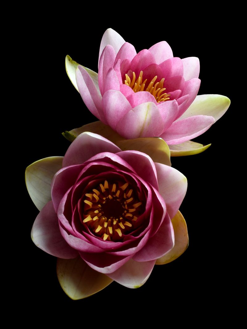 Pink Water Lilies Ltd Ed Print