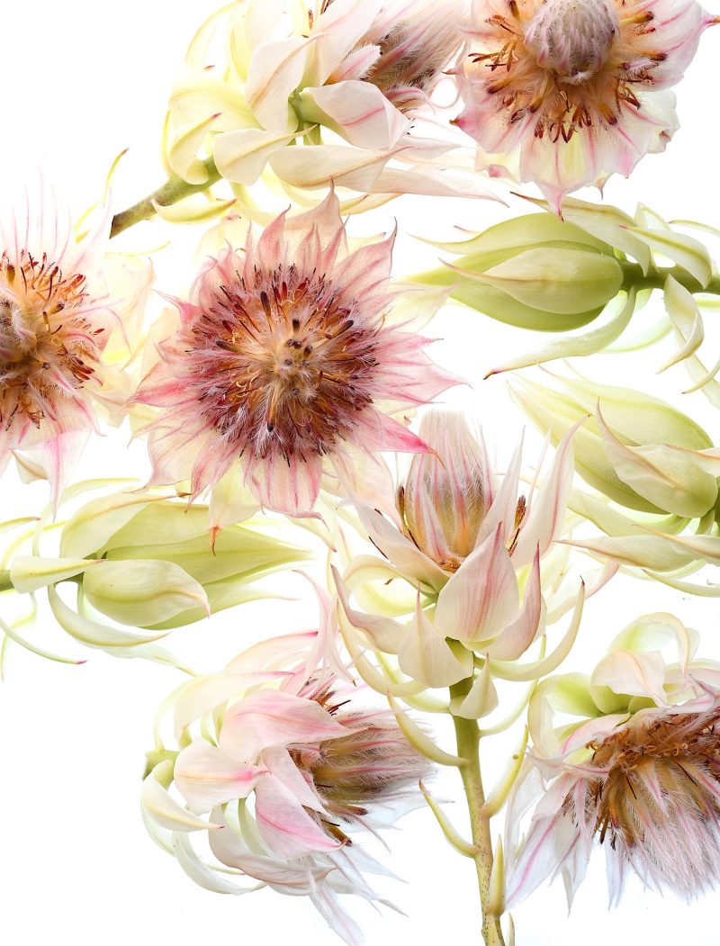 Blushing Bride Flowers Ltd Ed Print