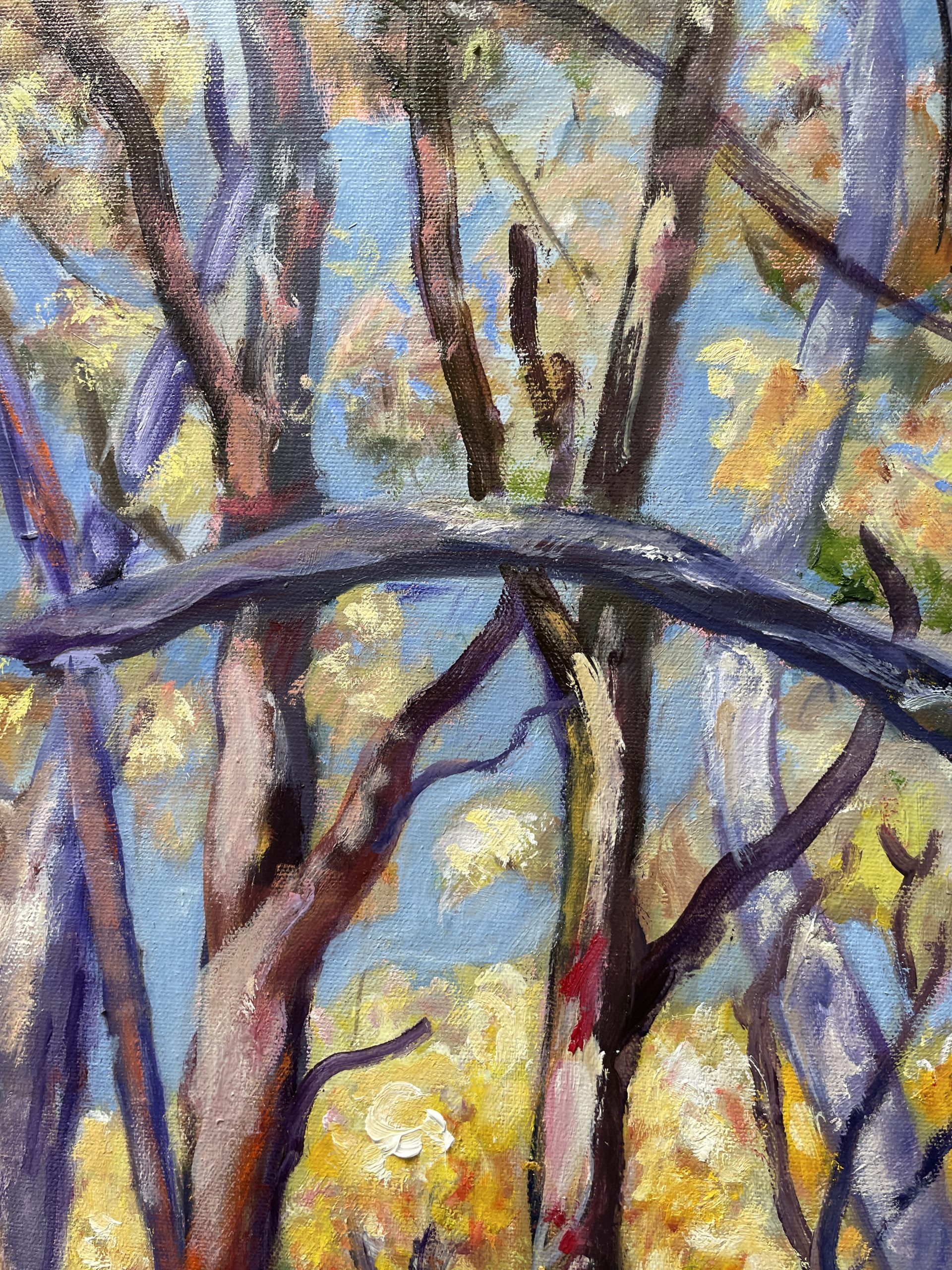 Eucalyptus Tree Closeup 1