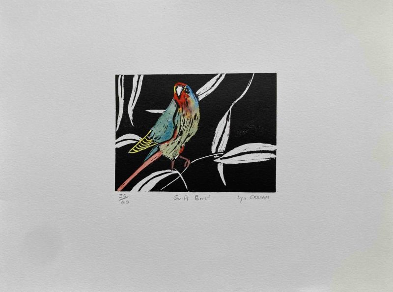 Swift Parrot — Ltd Ed Print