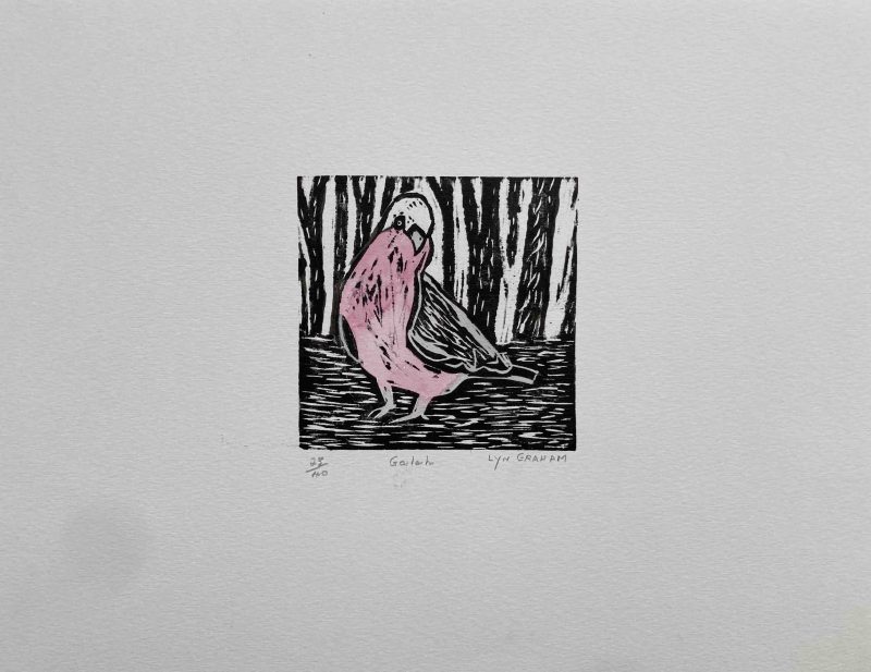 Galah — Ltd Ed Print