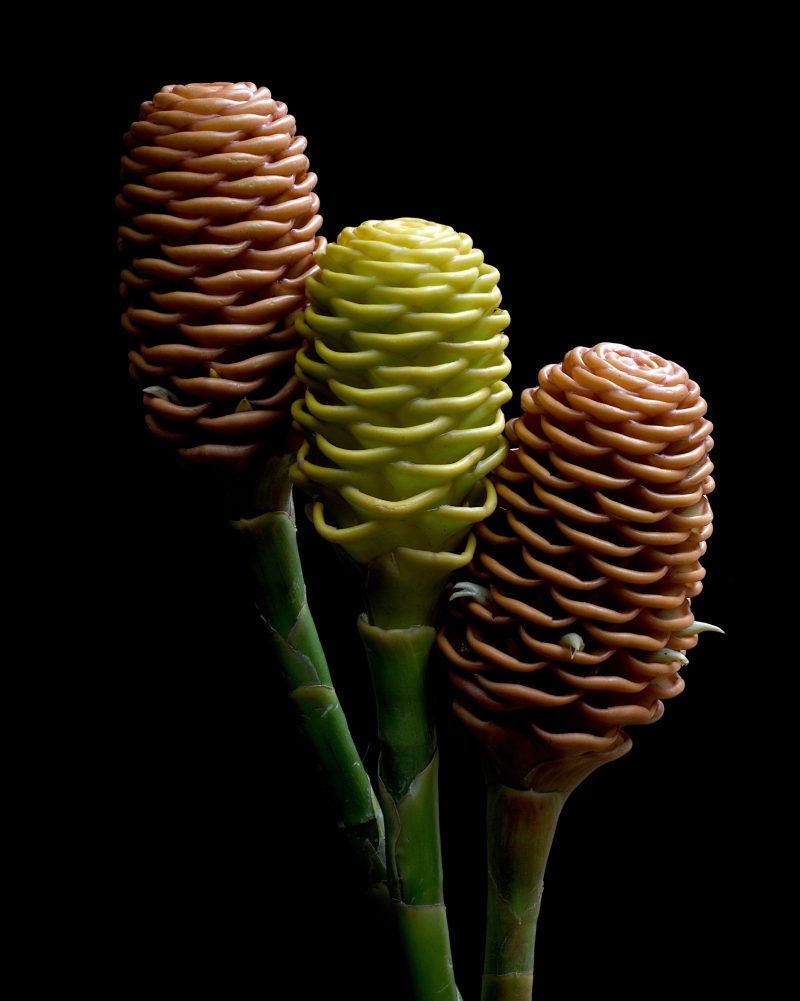 Beehive Ginger Ltd Ed Print