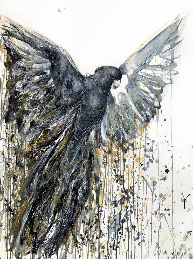 Flight of the Black Cockatoo