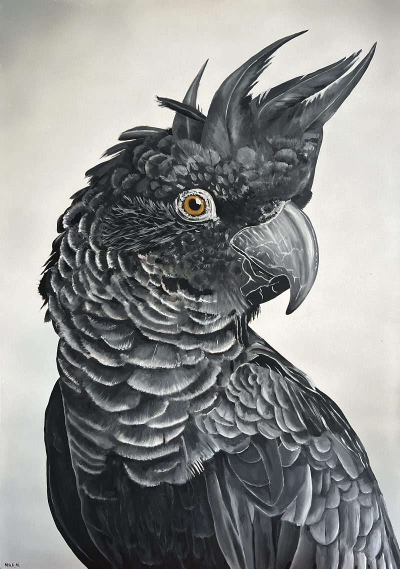 Black Cockatoo