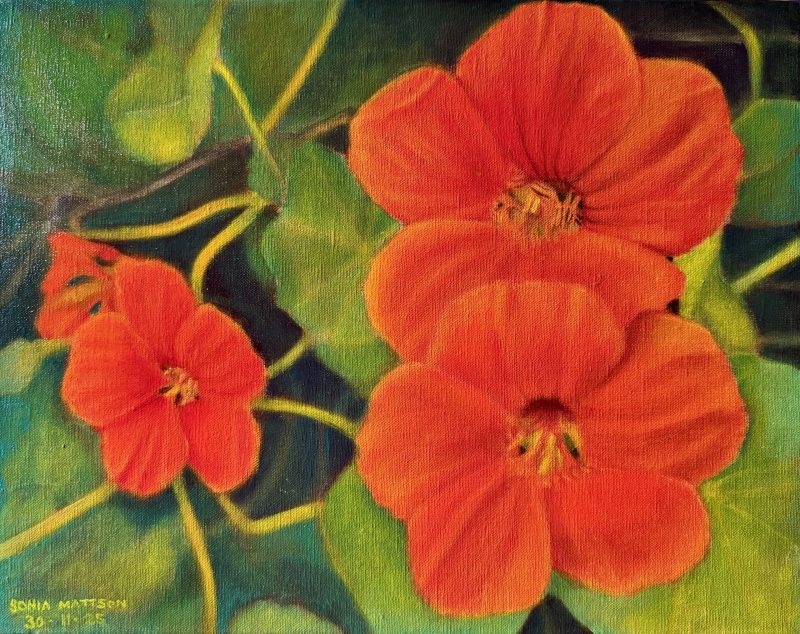 Nasturtiums