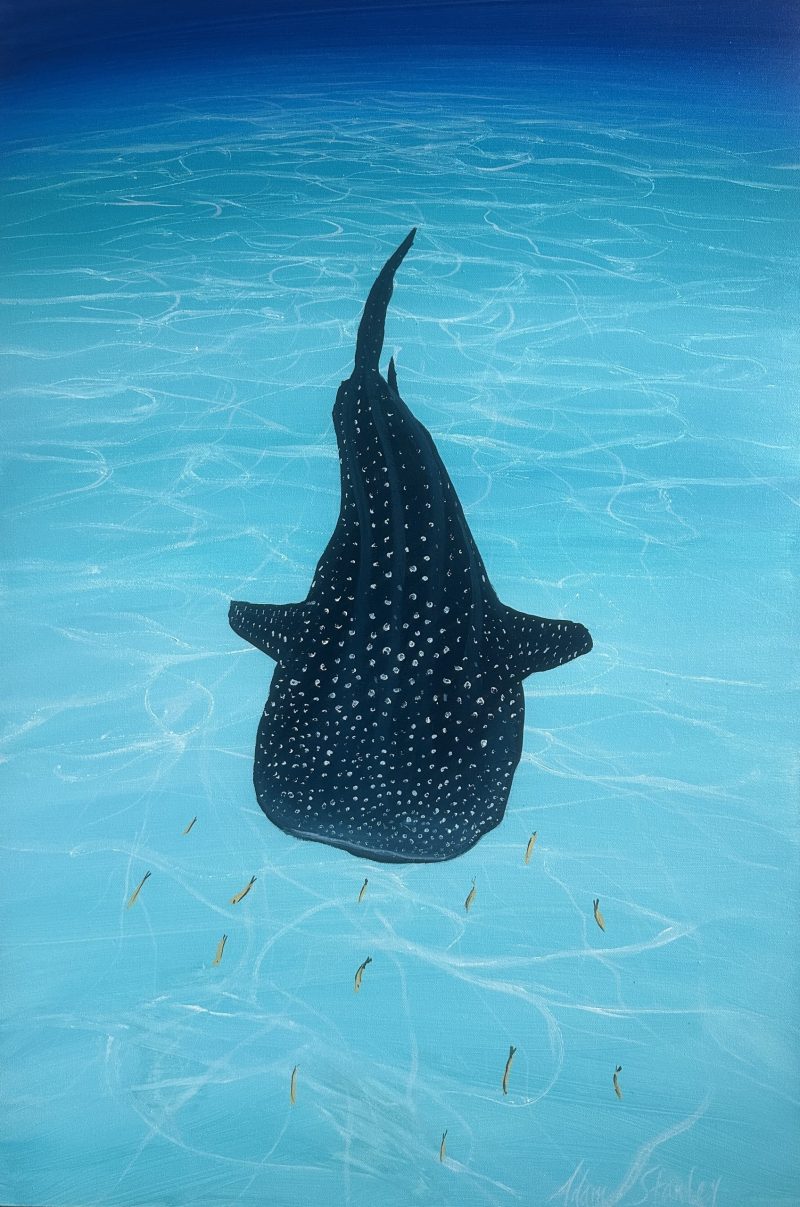Wandering whale shark