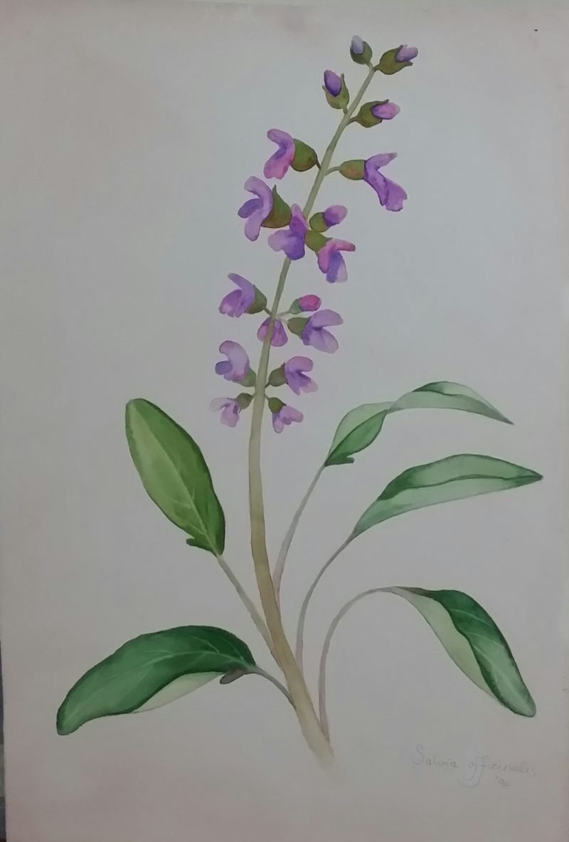 Salvia Officinalis