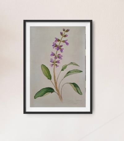 Salvia In A Frame