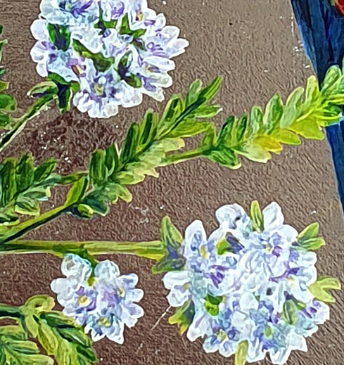 Adelaida Parrots Dit5