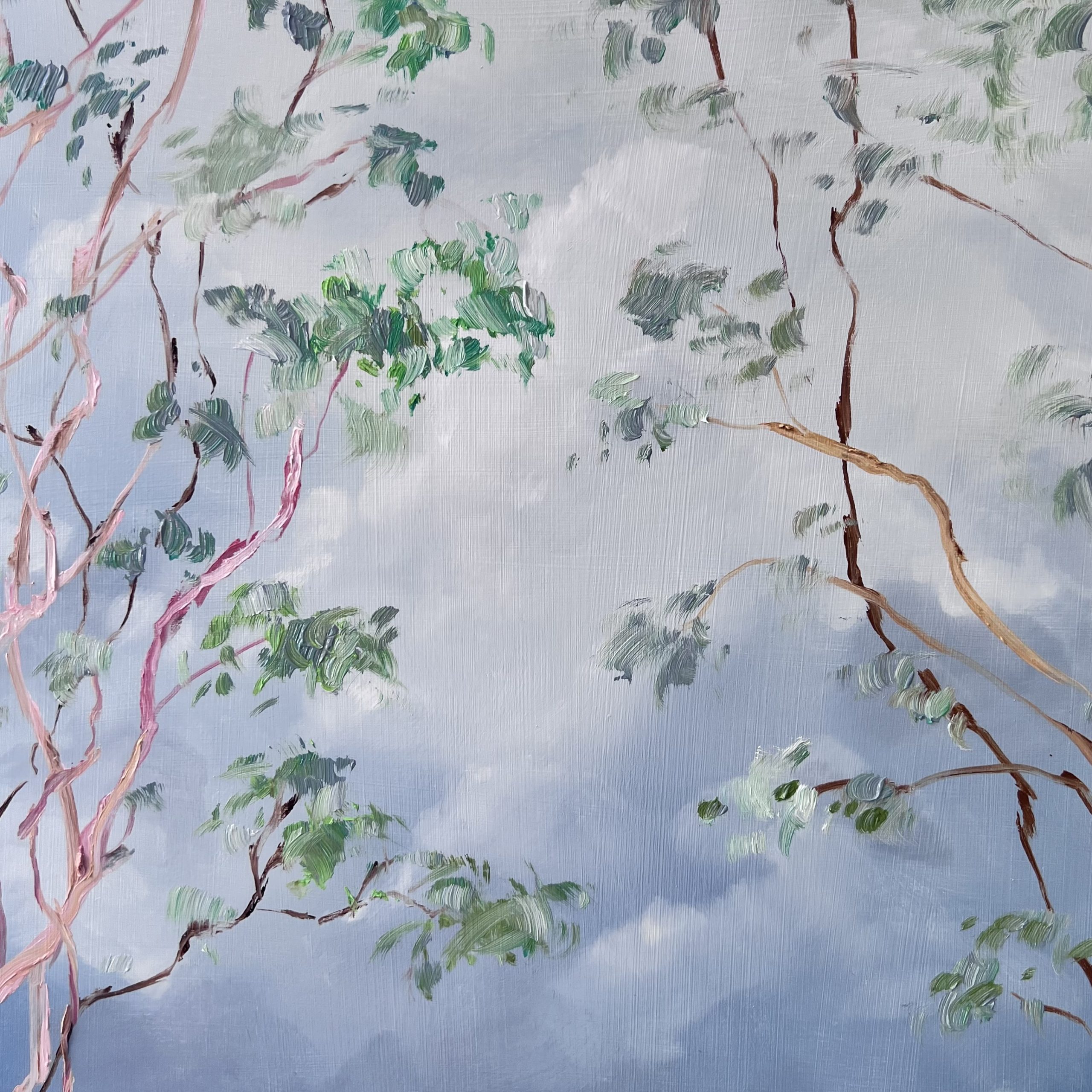 Illumination Gum Tree Clouds Close Up