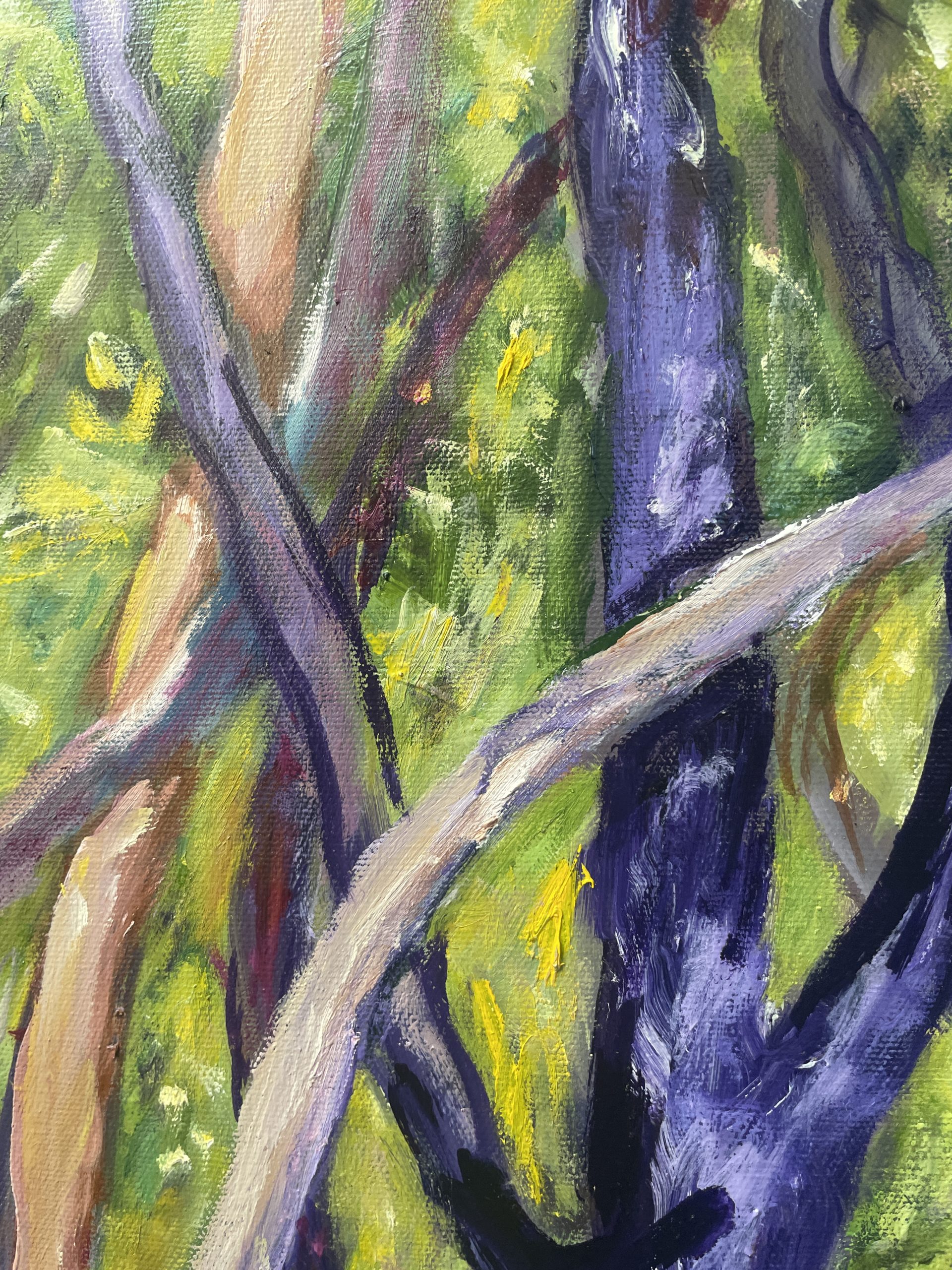 Gum Trees Lining The Creek Closeup 1