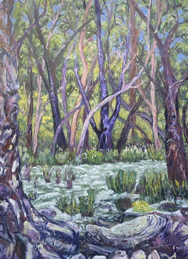 Gum Trees Lining The Creek