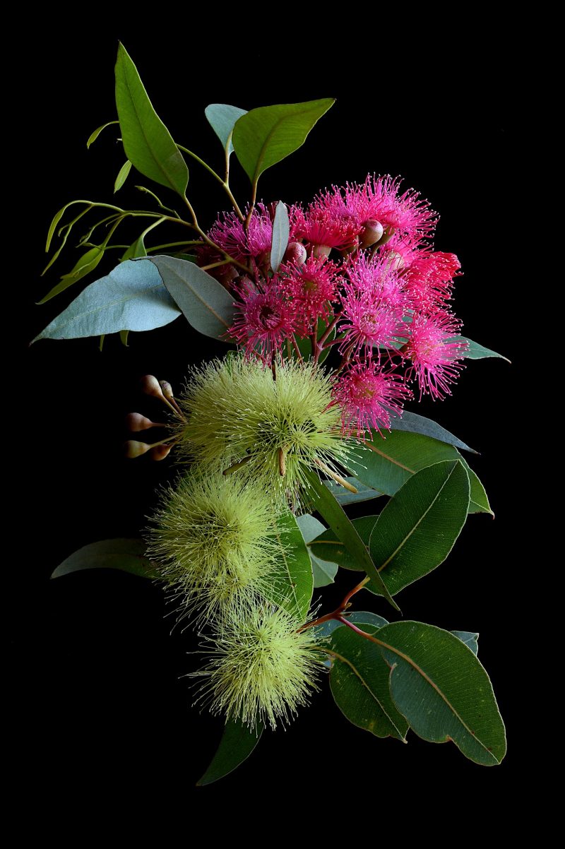 Pink Corymbia and Yellow Macrandra Ltd Ed Print