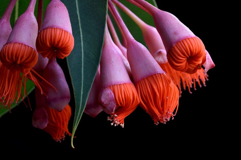 Corymbia Ficifolia Baby Orange Ltd Ed Print