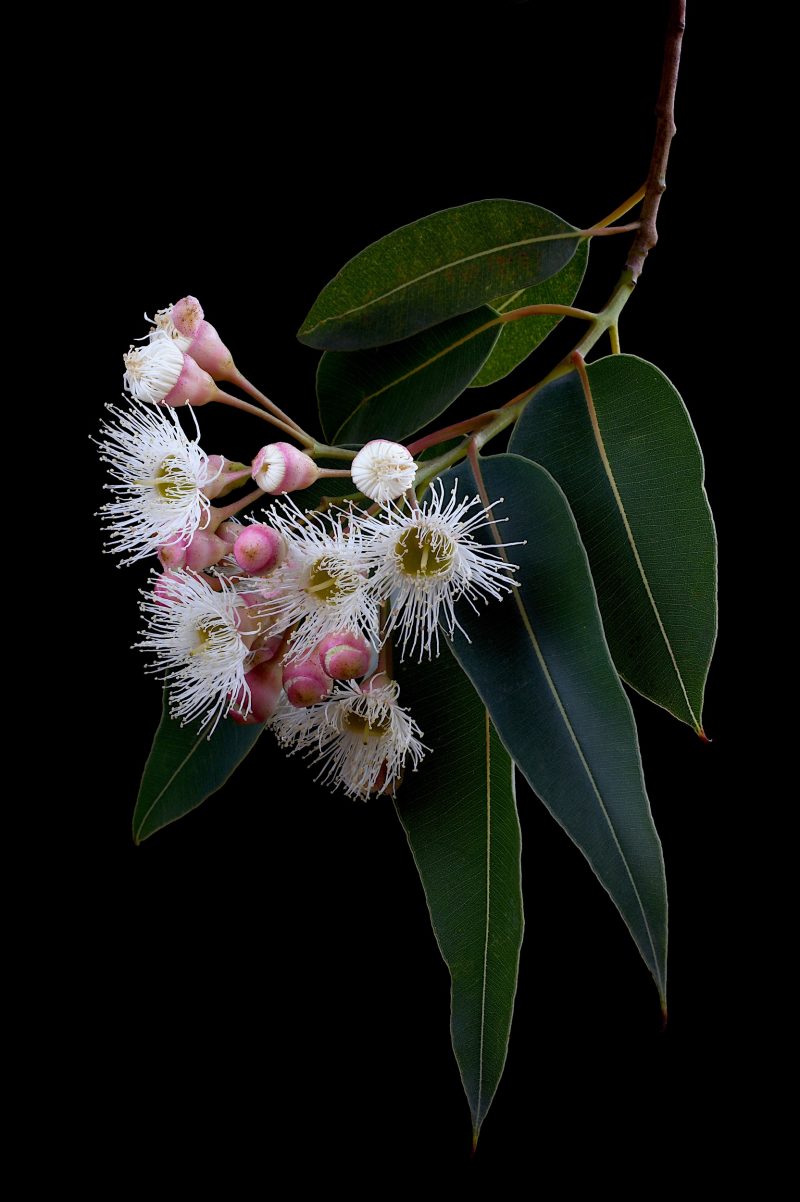 Corymbia Snowflake Gum Ltd Ed Print