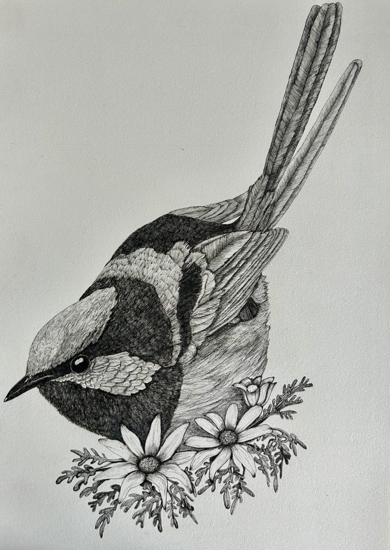 Superb Fairy Wren with Flannel Flowers