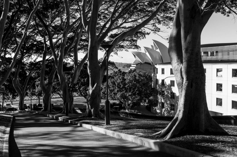 Dawes Point Trees