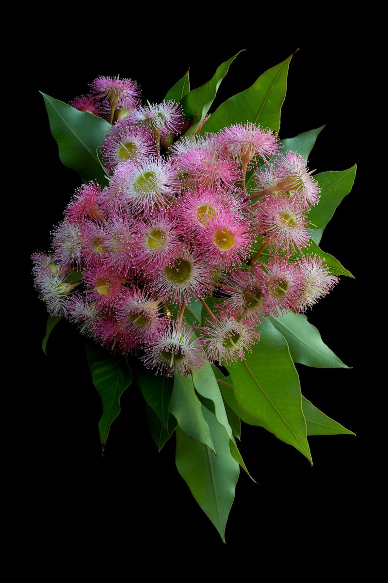 Corymbia Precious Pearl Ltd Ed Print